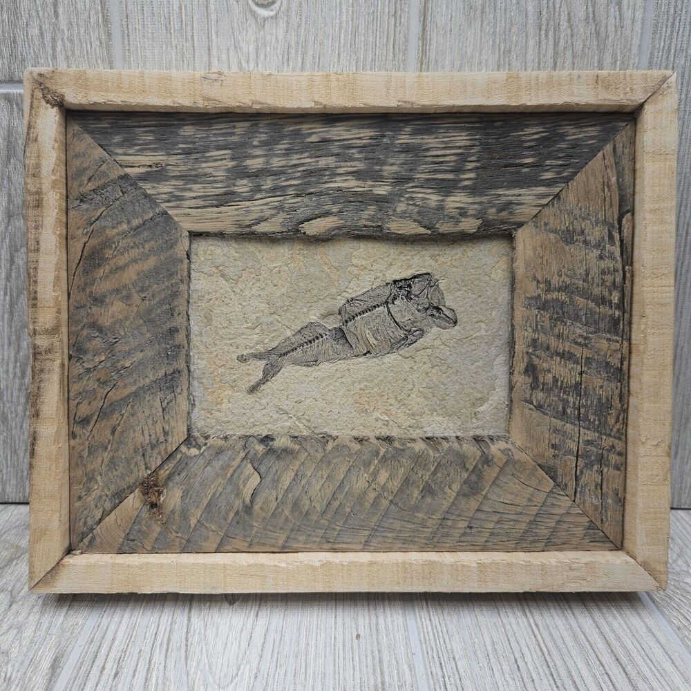 Knightia Fossil Fish Fossil In Hand Made Reclaimed Wooden Frame 10"x8"
